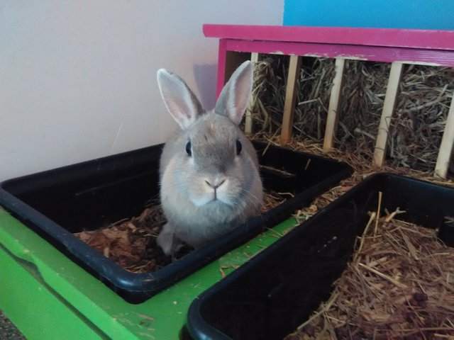 IMG_20160317_140431.jpg (1.44 MiB) Visto 25363 veces IMG_20160317_140431.jpg