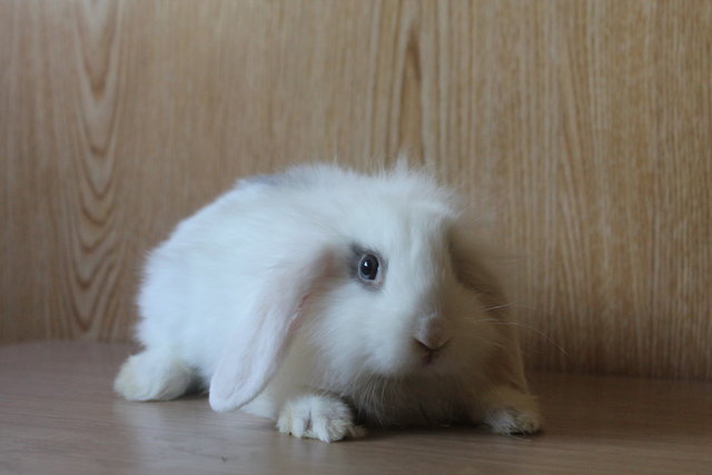 IMG_5323.JPG (4.1 MiB) Visto 54146 veces IMG_5323.JPG