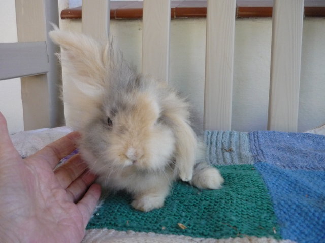 P1000640.JPG (2.23 MiB) Visto 39755 veces P1000640.JPG