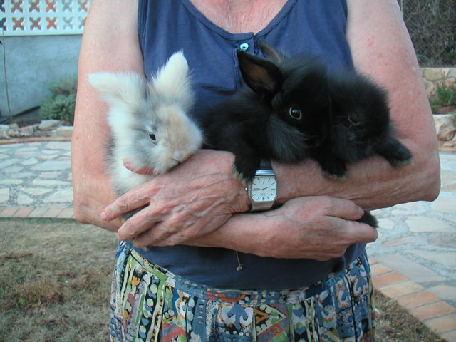 PICT0088.JPG (386.05 KiB) Visto 39754 veces PICT0088.JPG