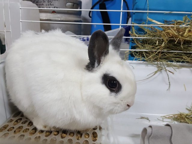 Karem 1.jpg (145.11 KiB) Visto 15908 veces Karem 1.jpg