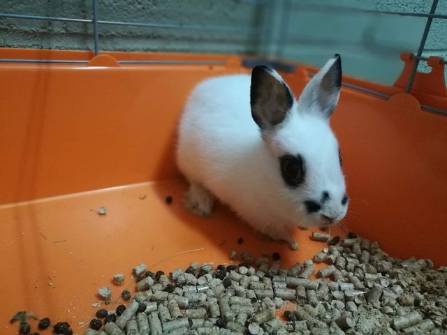 PETITE.jpg (90.01 KiB) Visto 22070 veces PETITE.jpg