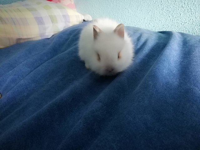 IMG-20190304-WA0015.jpg (142.58 KiB) Visto 23594 veces IMG-20190304-WA0015.jpg