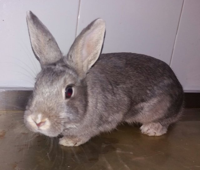 Cereza.jpg (118.48 KiB) Visto 31697 veces Cereza.jpg