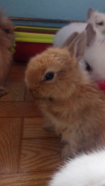 Britani.jpg (69.52 KiB) Visto 15672 veces Britani.jpg