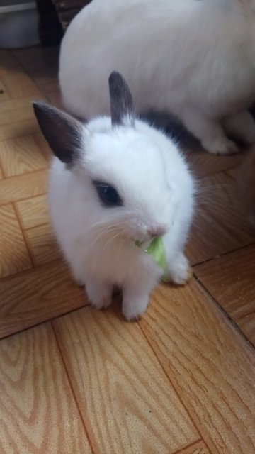 panda.jpg (86.22 KiB) Visto 14863 veces panda.jpg