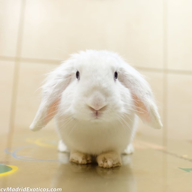 Sasha.jpg (80.79 KiB) Visto 16255 veces Sasha.jpg