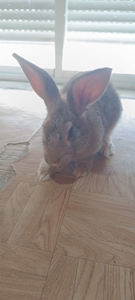 Mara