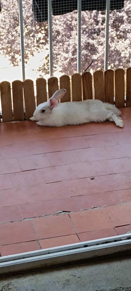 Garfio
